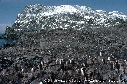 Chinstrap Penguin Colony (Pygoscelis antarctica) at, North Point, Signy Island, South Orkney Islands