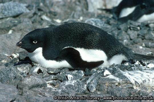 Adelie Penguin (Pygoscelis adeliae) on nest, probably incubating
