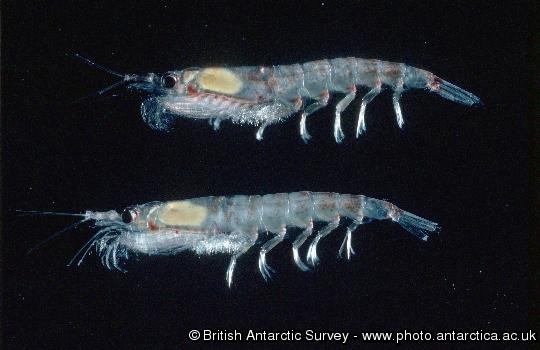 Krill - Euphausia superba. Antarctic krill. The Antarctic Krill (Euphausia superba)  a key species in the Antarctic food chain. These grow to a maximum size of 6cm, occurring in dense swarms.