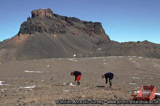 Dinosaur hunting on Sandwich Bluff, Vega Island.  Fossil remains of a hypsilophodontid dinosaur that is about 70 million years old. The fragmented bones of the skull, fore limbs and vertebral column from a 5 metre long animal were collected on a scientific cruise to James Ross Island