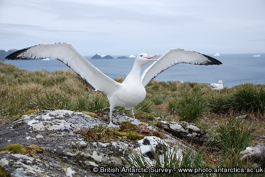 Male Wandering Albatross (Diomedea exulans)