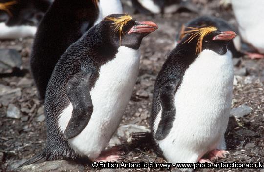 Pair of Macaroni Penguins (Eudyptes chrysolophus) - male on the left  with larger and thicker bill .  Birds sitting at nesting site prior to egg laying