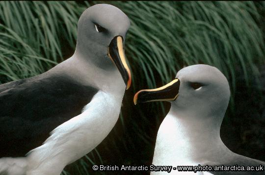 Pair of Grey-headed Albatrosses (Thalassarche chrysostoma) in colony A, Bird Island