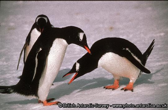Gentoo Penguin (Pygoscelis papua) pair courtship display