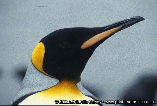 King Penguins (Aptenodytes patagonicus)at King Edward Point, South Georgia. 