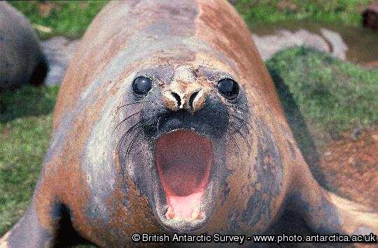 elephant seal on South Georgia