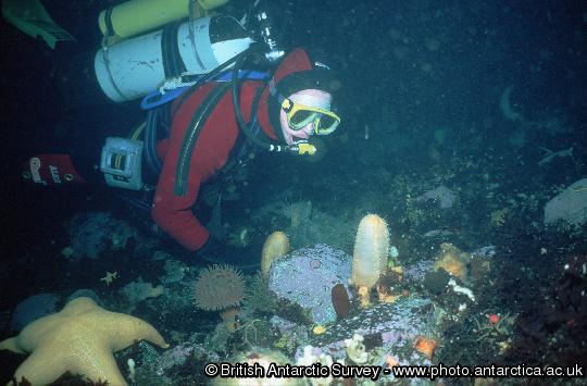 Diver (Alice Chapman) inspecting benthic community 20m under sea ice near Rothera in winter 1997.