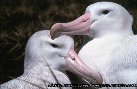 Adult female (left) and male (right) Wandering Albatross (Diomedea exulans) sitting at nest site prior to starting breeding.