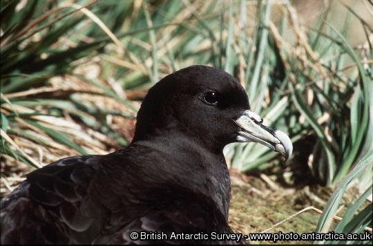 White-chinned Petrel ( Procellaria aequinoctialis ) sitting outside nesting burrow