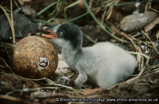 Gentoo penguin (Pygoscelis papua) chicks, one about to emerge from shell.