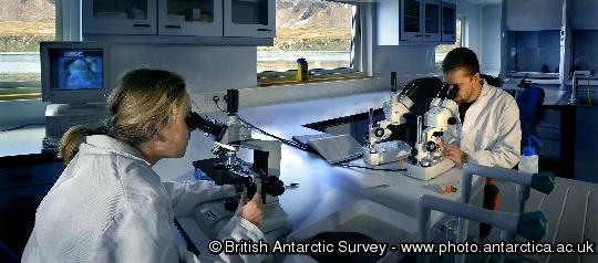 BAS marine scientists Judith Dickson and Simon Morley (Snr Scientist) working in the dry lab at King Edward Point Research Station, South Georgia.
This image is associated with the 2005-2010 BAS science programme: BIOFLAME - Biodiversity, Function, Limits and Adaptation from Molecules to Ecosystems.