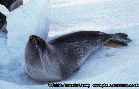 Ross Seal on ice