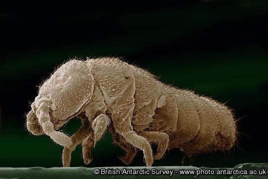 Cryptopygus antarcticus, Springtail False colour, scanning electron-micrograph, of the Antarctic springtail Cryptopygus antarcticus. Cryptopygus is one of the most successful terrestrial arthropods to have colonised the Antarctic continent. Although only 1-2 mm long and weighing only a few micro-grams, it is one of the largest animals to complete its lifecycle on the Antarctic continent. The springtail, which is actually an iridescent black colour, avoids freezing by accumulating antifreeze compounds. These reduce the freezing point of its body fluids in the same way that antifreeze additives prevent the freezing of water in a car radiator. This enables these tiny animals to survive temperatures below -25C.  (Insecta, Collembola)