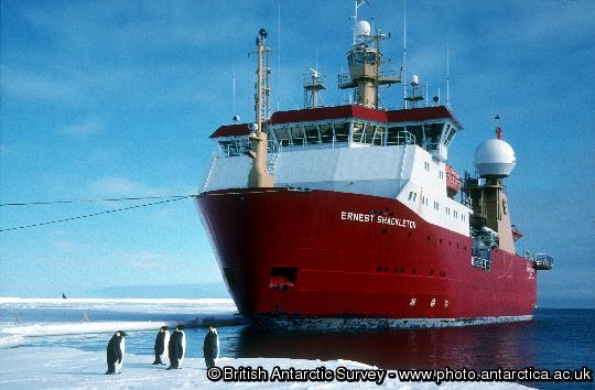 RRS Ernest Shackleton  tied up against the sea ice on the Brunt Ice Shelf with Emperor penguins (Aptenodytes forsteri) in the foreground