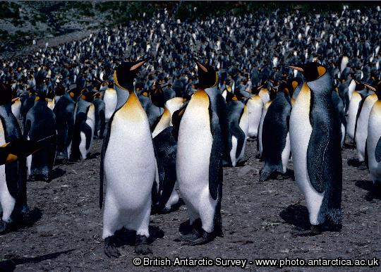 King penguins (Aptenodytes patagonicus) provide a real wildlife spectacle on the island of South Georgia, where 400,000 pairs breed. These birds were photographed at Royal Bay, South Georgia.