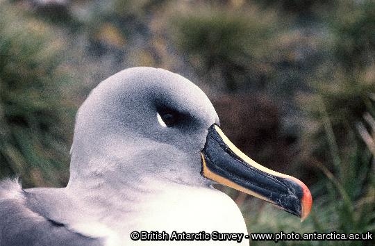 grey headed  Albatross on a nest at Bird Island