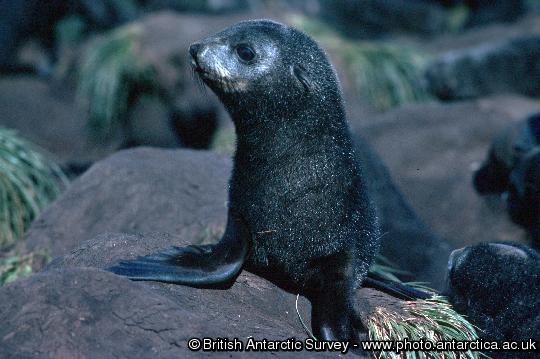 An Antarctic fur seal pup, the individual is moulting its black coat, the silvering around the eye is the new adult fur showing through.