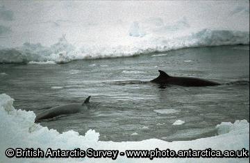 Minke Whales (Balaenoptera acutorostrata)