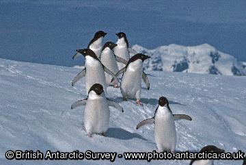 Adelie Penguins on an ice floe close to Rothera Point, Adelaide Island, Antarctica.