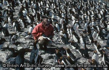 Dr Kate Barlow checking breeding success rates of Macaroni Penguins