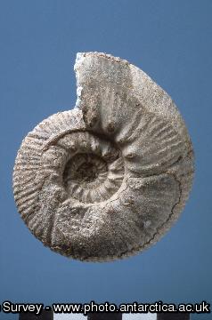 Fossil ammonite - Early Cretaceous, Byers Peninsula, Livingston Island