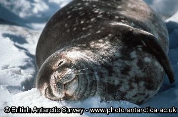 Weddell Seal (Leptonychotes weddellii)