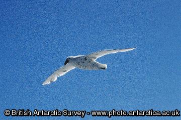 Southern Giant Petrel (Macronectes giganteus) in this case seen with a very light plumage.