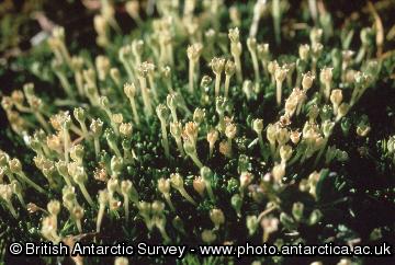 Antarctic pearlwort, Colobanthus quitensis , with very long flower stalks