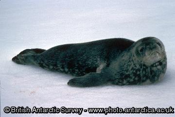 Weddell Seal (Leptonychotes weddellii) on ice