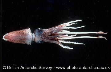 Squid (Histioteuthis sp) - Seas around South Georgia