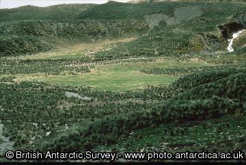 Tussock grass