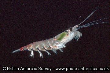 Antarctic Krill - Euphausia superba - these grow to a maximum size of 6cm, occurring in dense swarms.