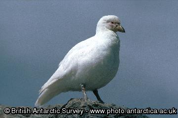 Greater or Snowy Sheathbill (Chionis alba), the only land bird to survive in the Antarctic. Most sheathbills migrate to the Falkland Islands or South America for the winter.