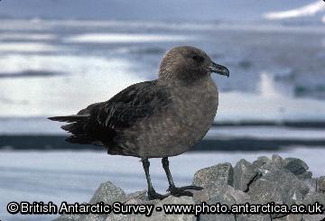 South Polar Skua. 