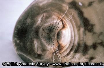 Weddell Seal (Leptonychotes weddellii)