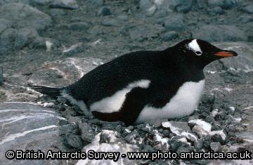 Gentoo Penguin (Pygoscelis papua) on a nest at Damoy on the Antarctic Peninsula Gentoo Penguin (Pygoscelis papua) on a nest at Damoy on the Antarctic Peninsula