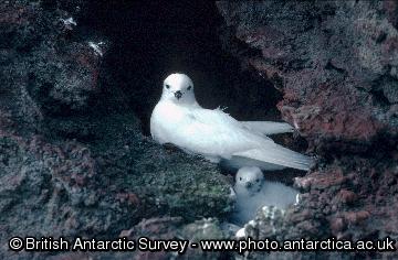 Snow Petrel (Pagodroma nivea) 