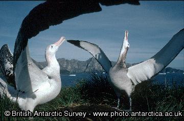 A pair of Wandering albatrosses displaying during a courtship ritual at a study site on Bird Island, South Georgia.  British Antarctic Survey scientists have confirmed a steady decline in the albatross population on Bird Island, probably as a result of drowning when their beaks catch on baited fish hooks.
This image is associated with the 2005-2010 BAS science programme: DISCOVERY 2010- Integrating Southern Ocean Ecosystems into the Earth System.