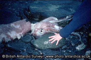 Giant squid found on a beach at Signy Island.