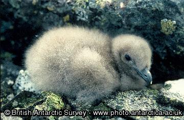 Skua chick on  Rothera Point, Adelaide Island, Antarctica