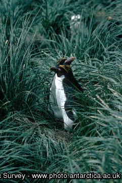 Macaroni Penguin (Eudyptes chrysolophus) in Tussac grass on South Georgia