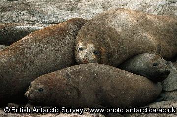 Southern elephant seals (Mirounga leonina) in a wallow on Signy Island. Elephant seals are highly thigmotatic on land and are often found in large groups literally lying on top of each other. They have to come ashore to moult, and it is thought that they may form these groups to reduce heat loss.
