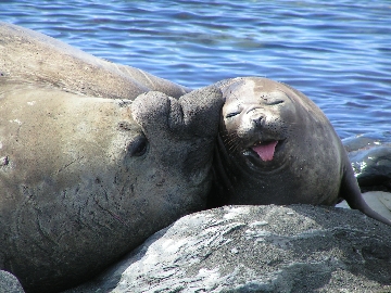 Male and female elephant seals, Mirounga leonina, at King Edward Point, South Georgia.