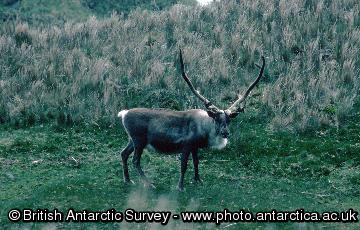 Reindeer, the largest terrestrial vertebrate introduced to sub-Antarctic South Georgia
