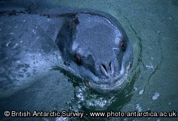 Adult leopard seal (Hydrurga leptonyx) 