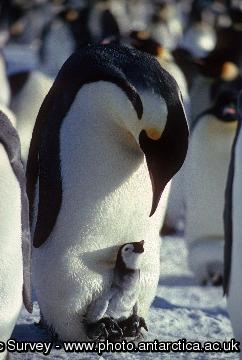 Emperor penguin and chick (Aptenodytes forsteri)