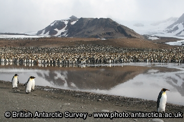 King penguin colony (Aptenodytes patagonicus) at St Andrews Bay, South Georgia.