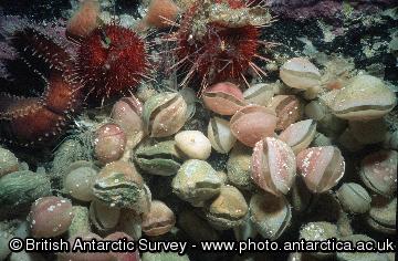 A group of the Antarctic brachiopods