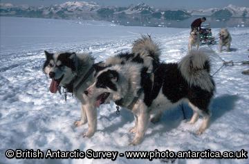 Huskies in a trace about to pull a sledge