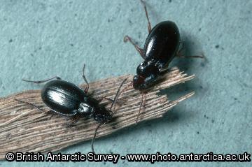 Predatory carabid beetles